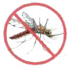 Mosquito