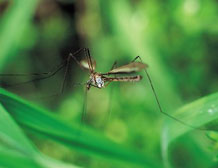 Mosquitoes in the Florida Keys